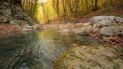 Autumn forest and river flow.