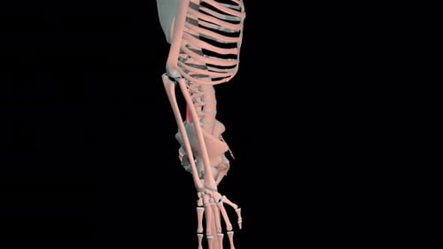 Human psoas major muscle movement shown on an anatomical skeletal model