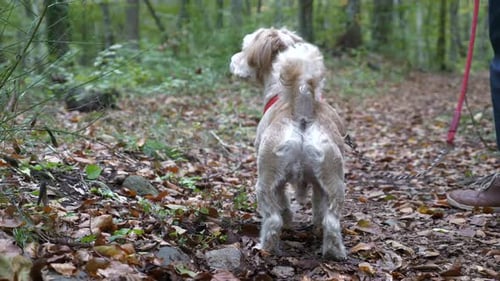 Close view of small dog in leash kicking up dry leaves in forest