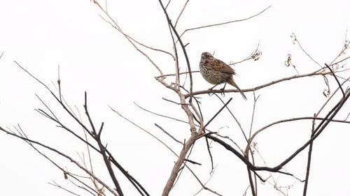 Songbird Perched on Tree Branch Singing