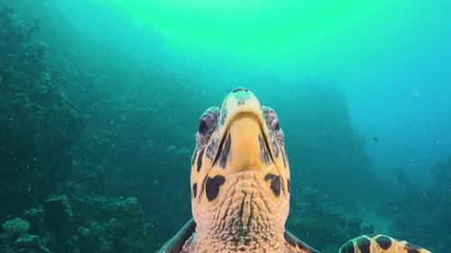 Hawksbill turtle super close up biting in camera port