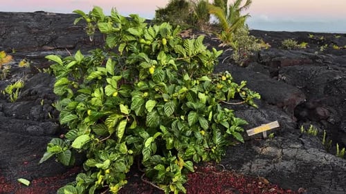 Lebendige Noni-Fruchtpflanze in der hawaiianischen Tropenlandschaft