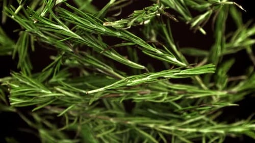 Ralentissement des branches de romarin filmées par une caméra à haute vitesse à 1000 images par seconde