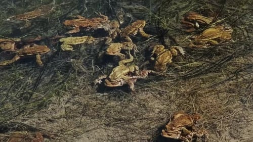 Many Toads Gather in a Shallow Pond
