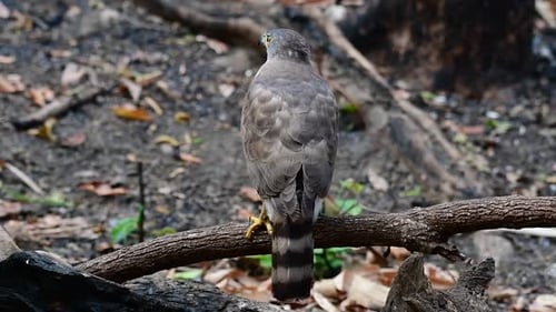 The Crested Goshawk is one of the most common birds of prey in Asia and belonging to the same family