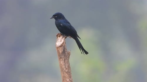 Black Drongo in tree waiting for pray ..
