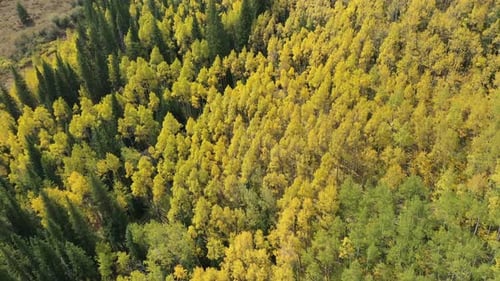 Aerial View of Yellow Green Aspens Fall Colors. Deciduous Forest in Countryside of Colorado USA, Dro