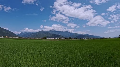 Timelapse Of Rice Fields