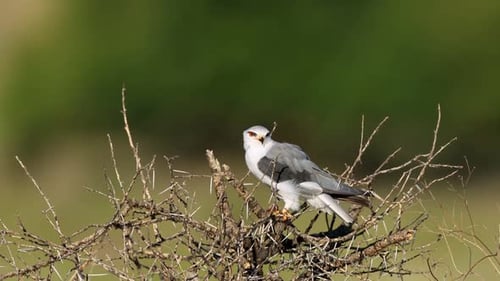 Predatory Bird Eats Prey in Thorn Bush