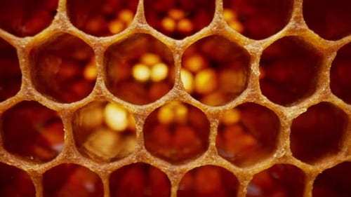 Honeycombs Extreme Macro Footage Inside Bee Hive Organic Bienary Yellow Wax Cells with Honey and