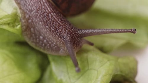 shot of a snail on a lettuce.