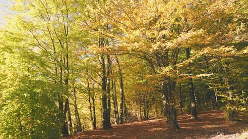 Landscape in Autumn Forest