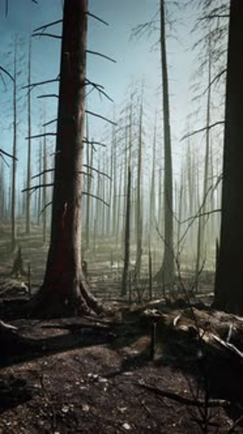 Tall Trees Fill Burnt Forest Landscape