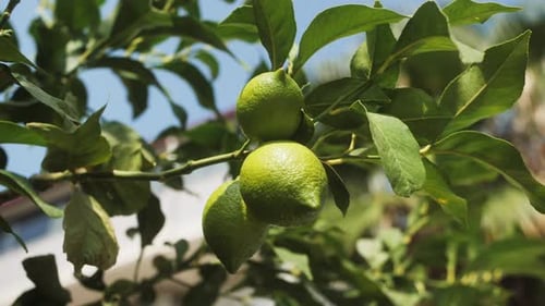 Green Lemons on the Tree