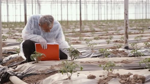Agronomist Examines Plant