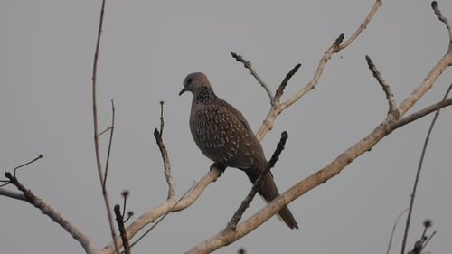 Common pigeon in tree UHD MP4 4k.