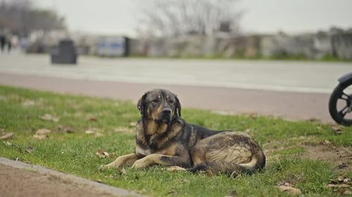 Ein obdachloser Hund sitzt, schläft, spielt