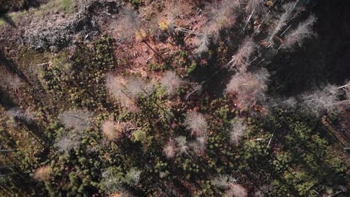 Beautiful autumn landscape with colorful trees forest