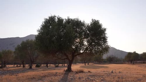 Trees Standing in Open Field at Sunset