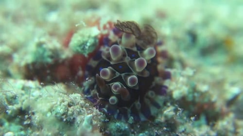 Dendrodoris Denisoni Nudibranch preso ao fundo do oceano, brânquias macias estendidas