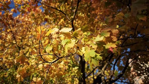 Closeup Yellowgolden Maple Leaves on Tree Branch Forest or Park with Path and Fallen Autumn Leaves