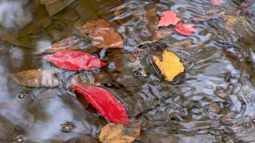 4K red Leaf and more falling