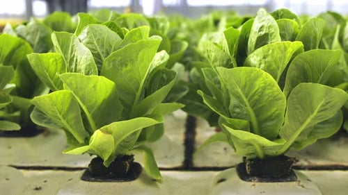 Close Up of Aquaponics Bushes Growing in Greenhouse Hydroponics Plants Grow at Farm Vegetables