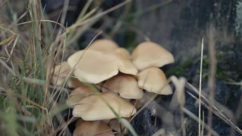 A close up of a group of mushrooms in overgrown foliage