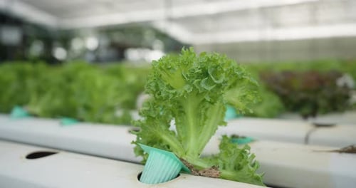 Bright green hydroponic lettuce growing in white plastic planting tubes inside greenhouse, detailed