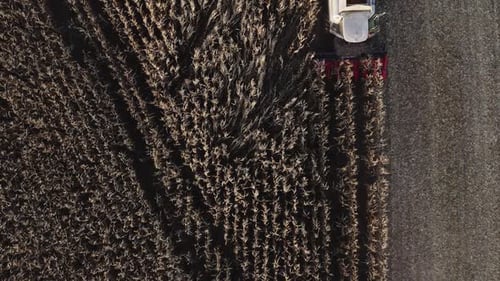Aerial TopDown View of Combine Harvester Collecting Corn Crop