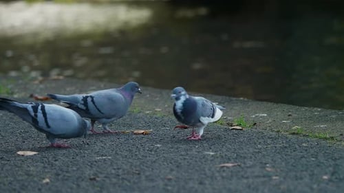 Pigeons walk along the banks of a canal. 50fps