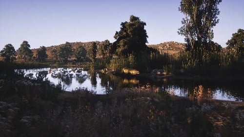 Crocodile se prélassant près de la rivière tranquille dans un paysage luxuriant au crépuscule