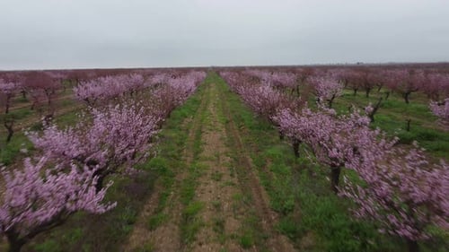 Peach Garden in Bloom