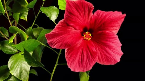 Pink Hibiscus Opens Big Flower in Time Lapse. Blooming Red Plant on a Black Background