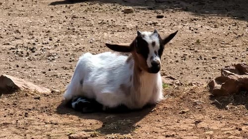 Slowmotion view of a brown with white colored goat lying down on the ground.