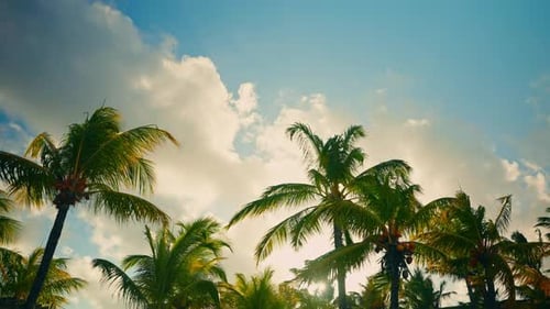 Timelapse shot of a tropical palm treen with mature yellow coconuts. Wind blowing the palm leaves. T