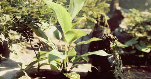 Lush Green Plants Thrive in a Vibrant Forest Setting During Daylight