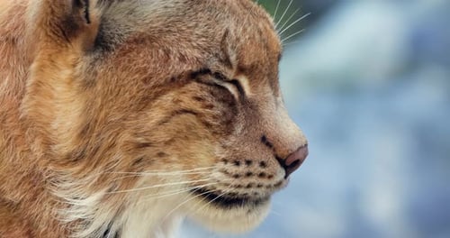 The Eurasian lynx (Lynx lynx) close-up portrait.