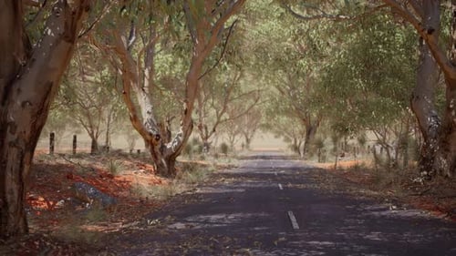 Open Road in Australia with Bush Trees
