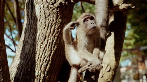Monkey Perched On A Tree Branch Scratching In The Sun