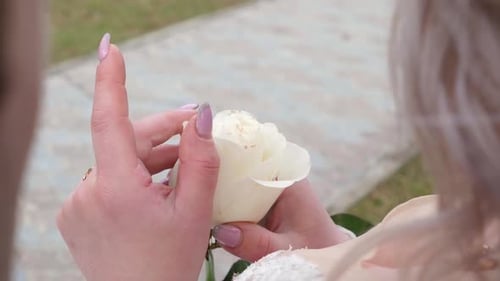 Woman Holding White Rose Inspecting Petals Close Up
