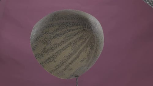 Melone, rotierend, mit Schlaufe auf fuchsiafarbenem Bildschirm, für Chroma Key