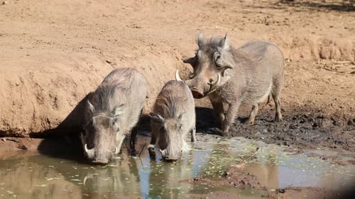 Wide shot of a female warthog drinking with her young while a male warthog is smelling the rear end.