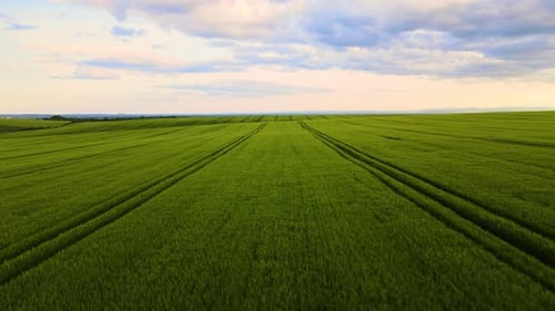 Aerial Landscape View of Green Cultivated Agricultural Fields with Growing Crops on Bright Summer