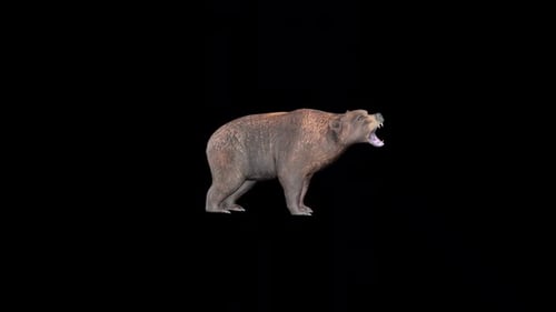 Bear Howl Idle