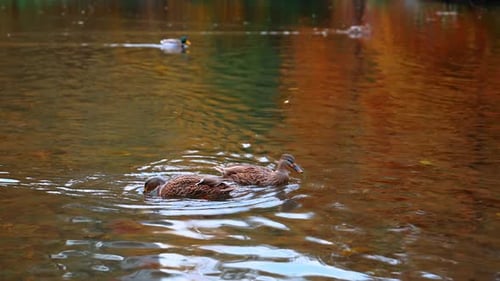 De beaux canards mâles et femelles nagent dans l'étang et plongent à la recherche de nourriture.