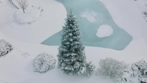 Aerial View Over Scenic Snow Covered Pine Tree in Winter Wonderland Landscape