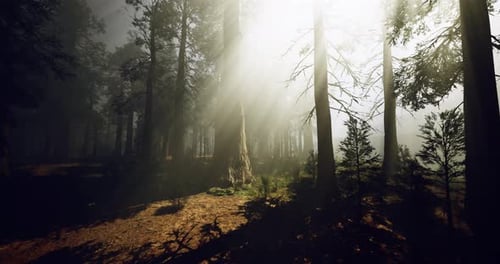 Sunlight Filtering Through Dense Trees in a Tranquil Forest at Dawn