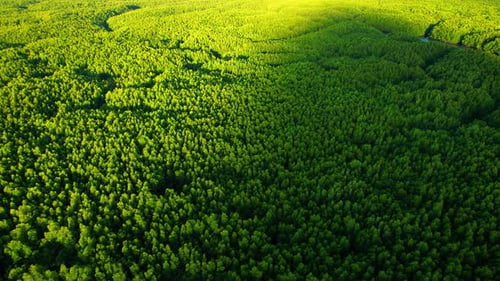 4K : Drone Flying over the mangrove forest at Phang Nga Bay