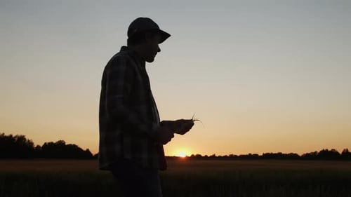 Farmer in Front of a Sunset Agricultural Landscape Man in a Countryside Field Country Life Food